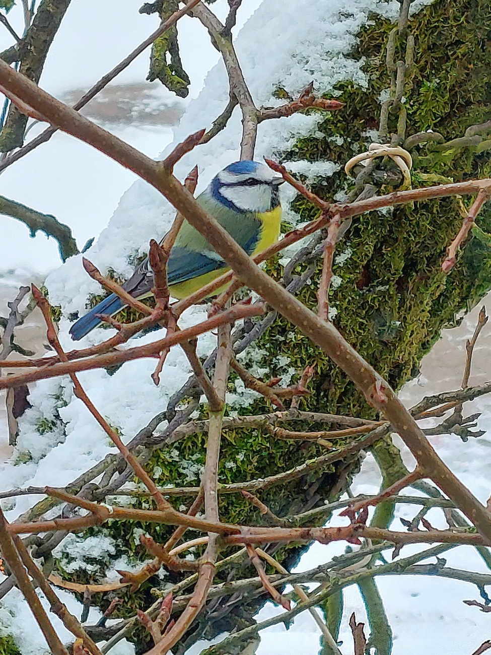 Foto: Martin Zehrer - Eine Blaumeise besucht im Winter die Futterstelle. 