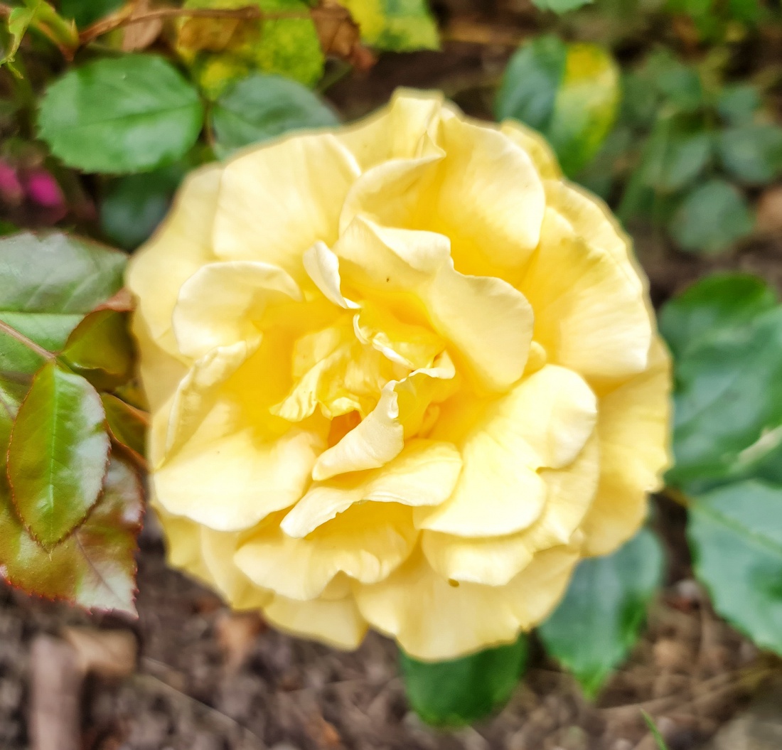 Foto: Jennifer Müller - Es blüht in voller Pracht in Neusorgs Garten. Einfach herrlich anzuschaun! 