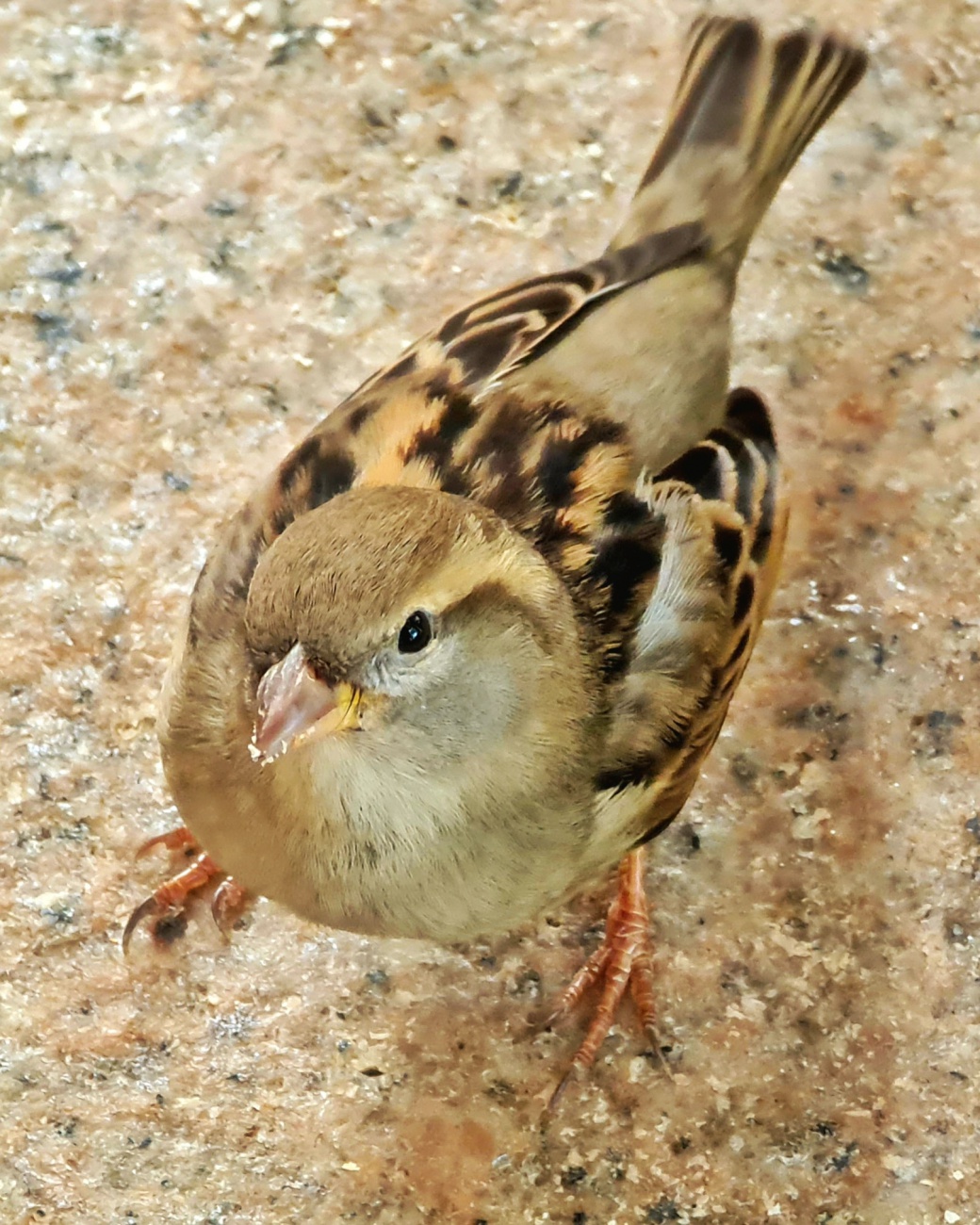 Foto: Jennifer Müller - Ein Spatz im Glasdorf ;-) 