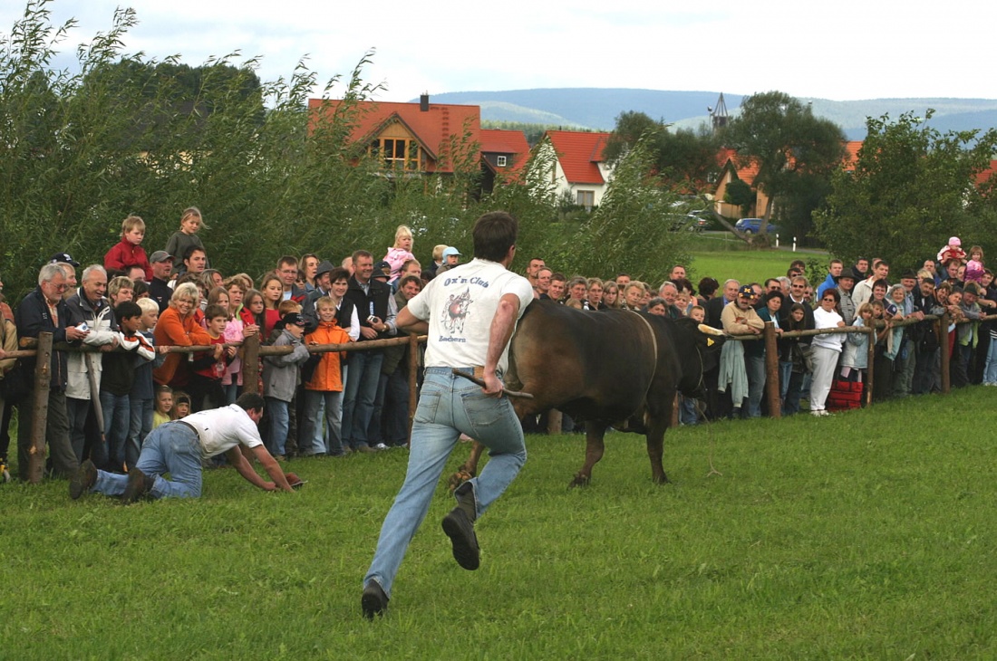 Foto: Thomas Zehrer - Ochsenrennen 2006 in Selbitz...<br />
<br />
Schon beim Vorstellen der Ochsen-Renn-Teams rissen sich manche der sturen Vierbeiner los und brachten ihre Reiter zu Fall... 