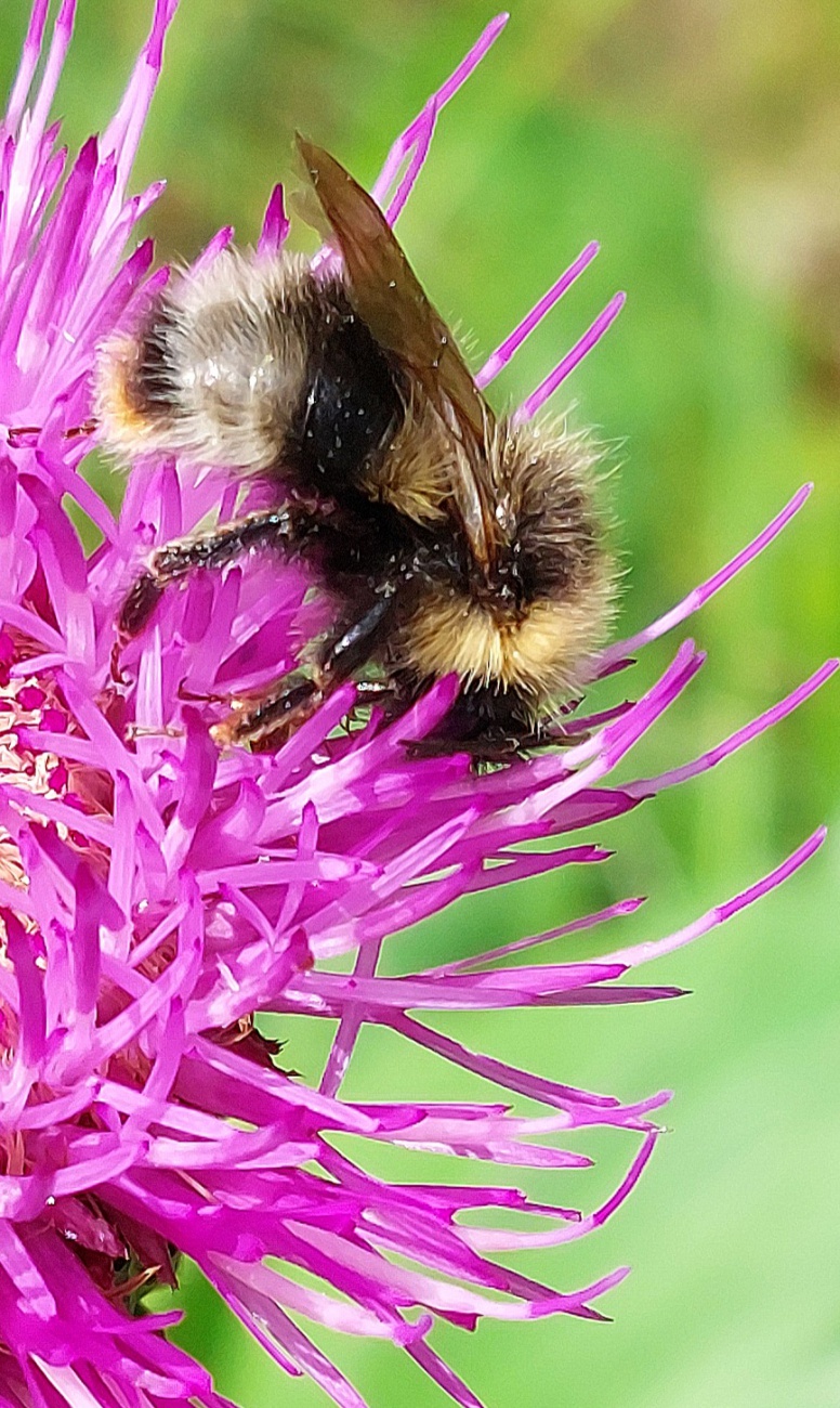 Foto: Martin Zehrer - Das Bild zeigt eine Nahaufnahme einer Hummel auf einer pinkfarbenen Distelblüte. Hummeln sind wichtige Bestäuber, und Distelblüten sind eine häufige Nahrungsquelle für si 