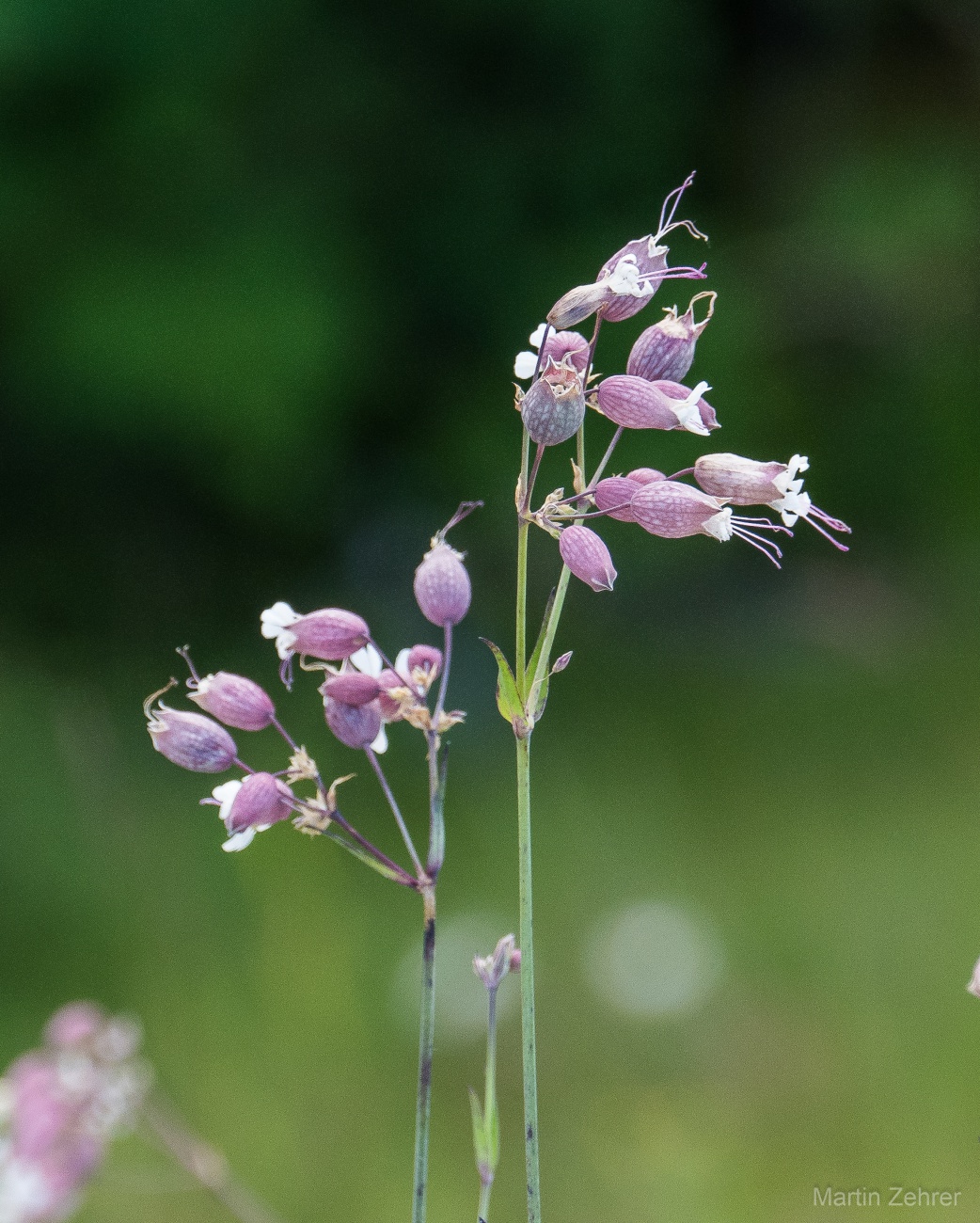 Foto: Martin Zehrer - Blume - Gesehen in Godas droben... 