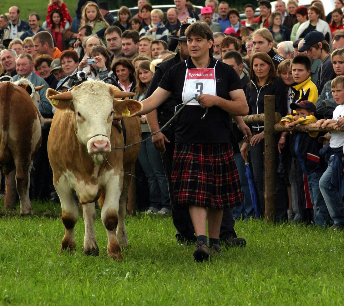 Foto: Thomas Zehrer - Ochsenrennen in Selbitz 2006, Vorstellung von Ochs und Reiter...<br />
Der Ochse Adrian spitzt die Ohren, er merkt, dass es bald ernst wird... ;-) 