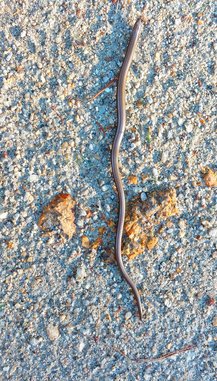 Foto: Martin Zehrer - Eine kleine Blindschleiche wärmt sich in den letzten Sonnenstrahlen auf einem Waldweg bei Neusorg.  