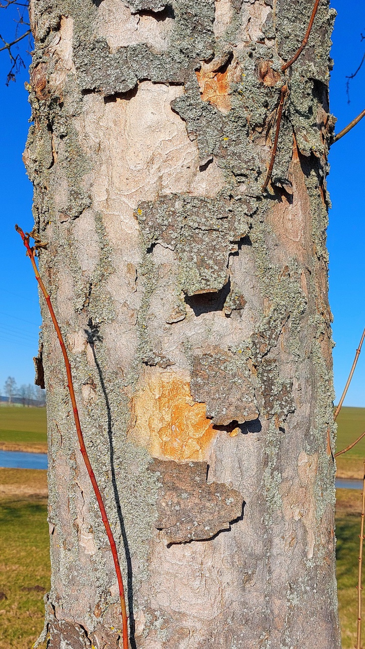 Foto: Martin Zehrer - Baumrinde in der Frühlings-Sonne... 