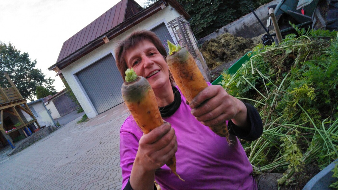 Foto: Martin Zehrer - Riesen-Hammer-Möhren auf Köstlers-Bauernhof :-D 