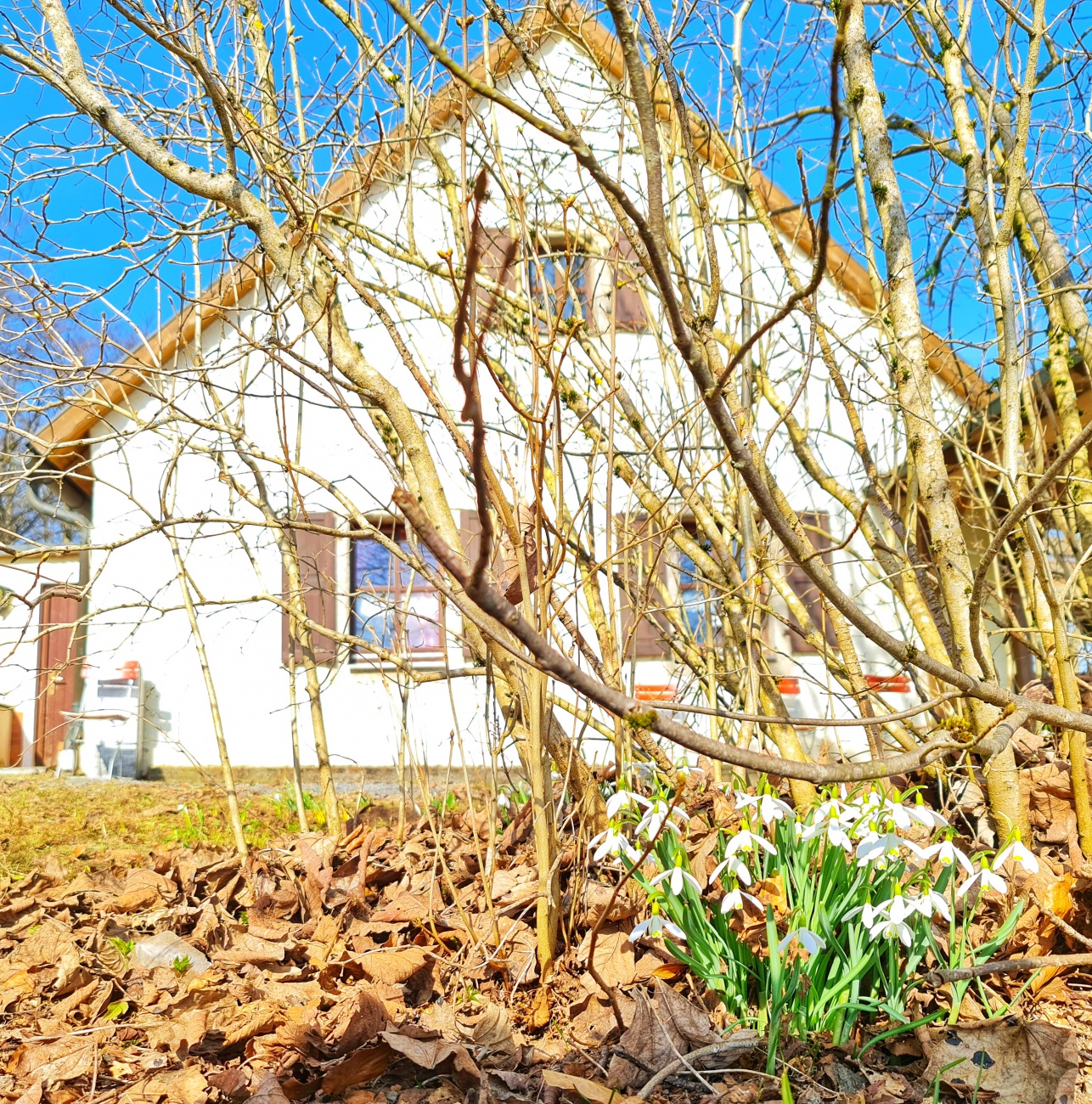 Foto: Jennifer Müller - Am Mesnerhaus ist der Frühling eingezogen! 