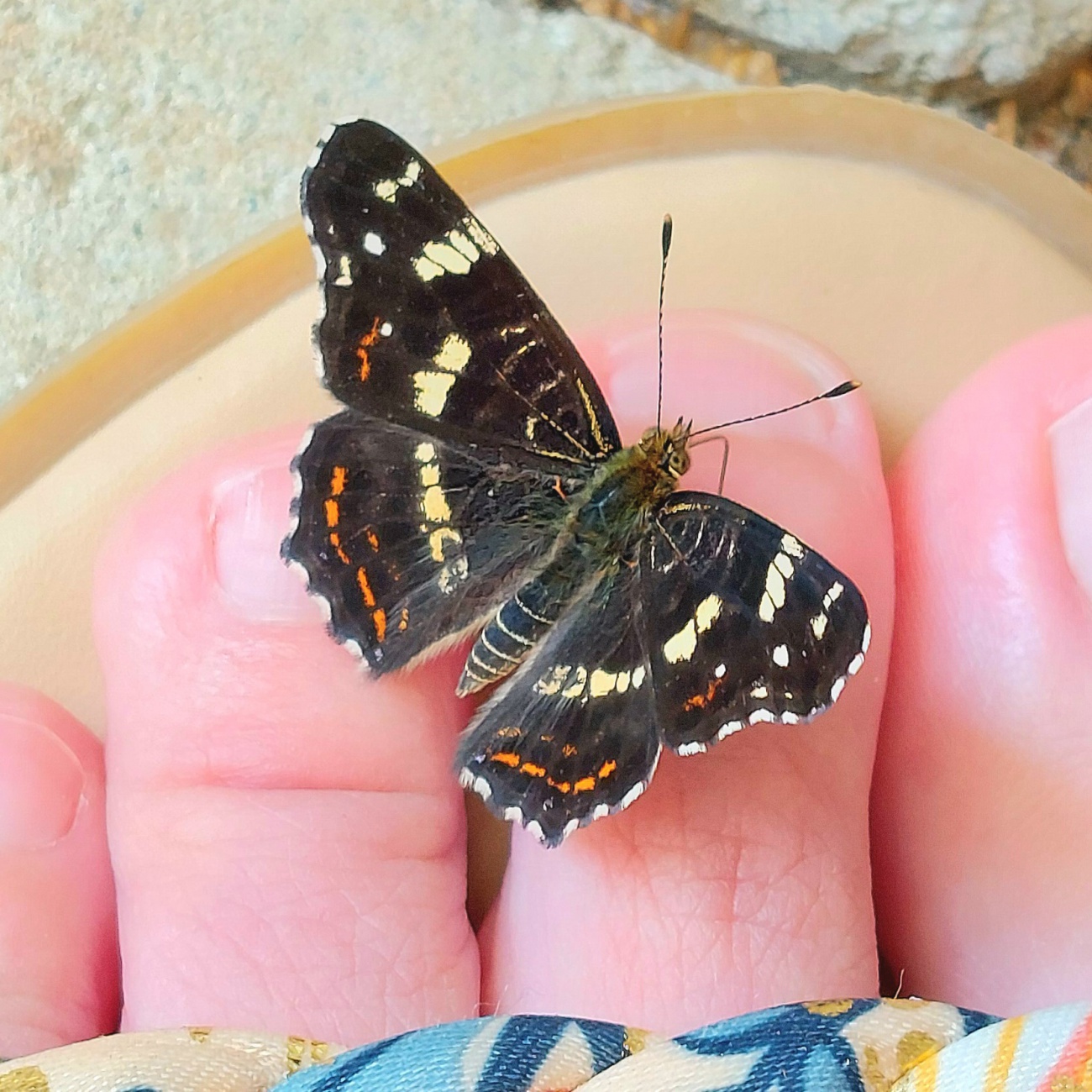 Foto: Martin Zehrer - Schmetterling auf Prinzessins Zehlein :-) 