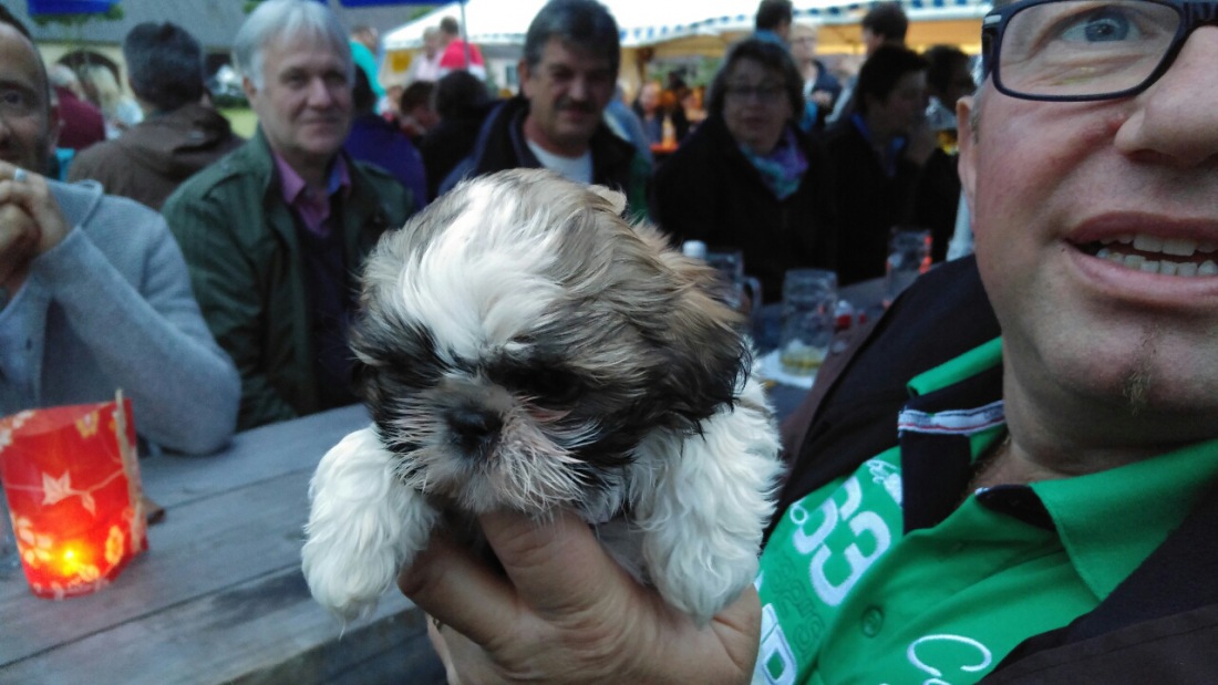 Foto: Martin Zehrer - Shi-tzu auf Deutsch: Ein tibetischer Löwenhund ;-) 