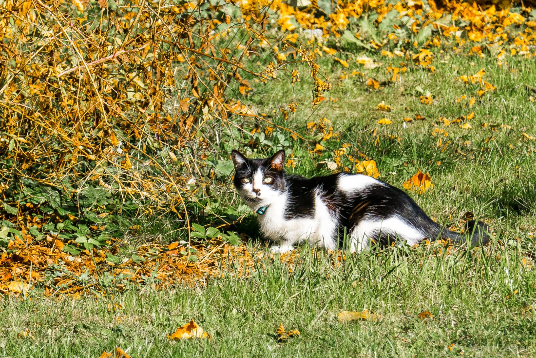 Foto: Martin Zehrer - Hallo Max!!! :-D<br />
<br />
Der Tiger streift durch sein Revier... <br />
<br />
Infos zu Katzen:<br />
<br />
1. Katzen stammen ursprünglich von wilden Katzenarten ab, die vor etwa 9.000 Jahren im  