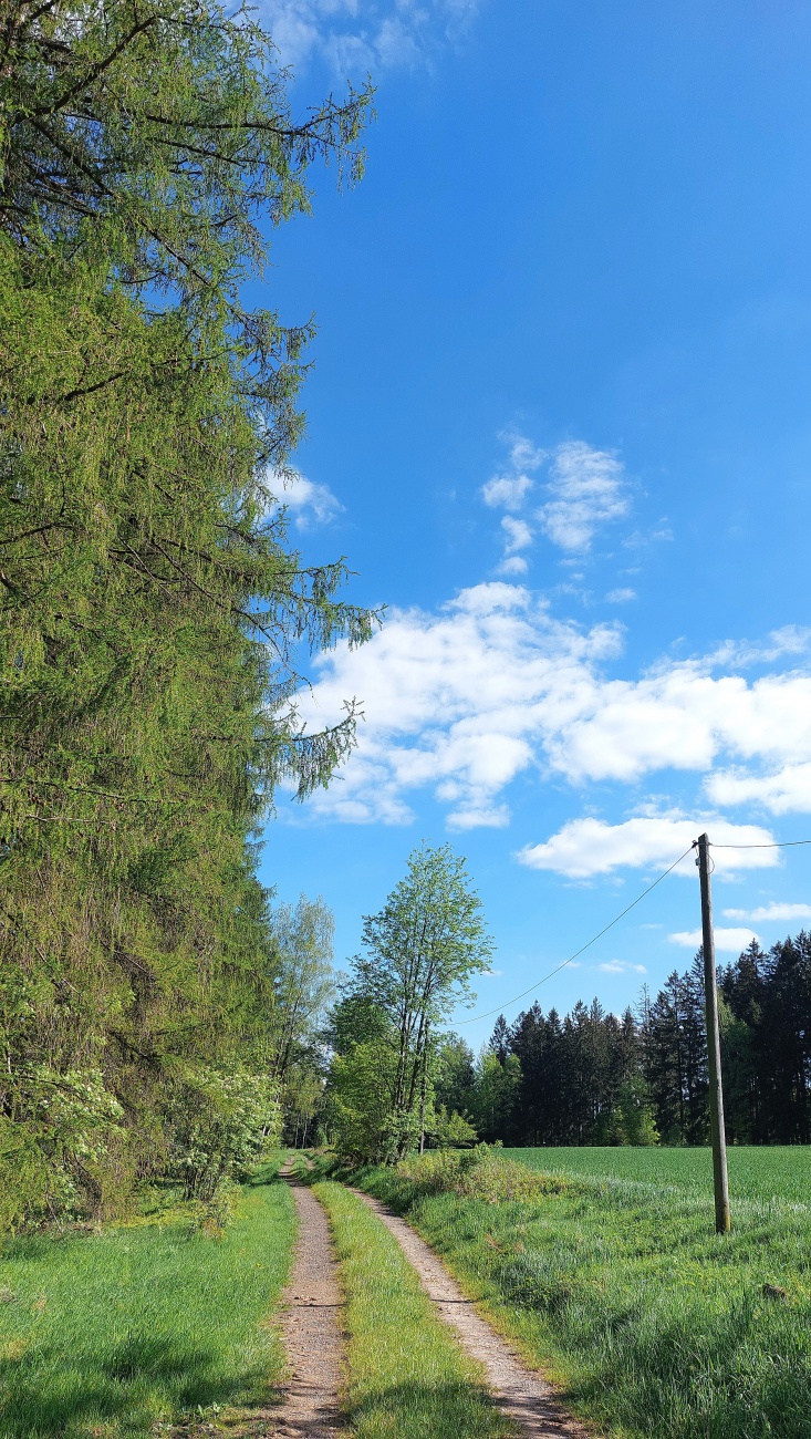 Foto: Martin Zehrer - Herrliches Vatertags-Wetter im Zissler-Wald. <br />
<br />
Blauer Himmel, kräftige Farben in der Pflanzenwelt und Temperaturen rund um +18 Grad. 