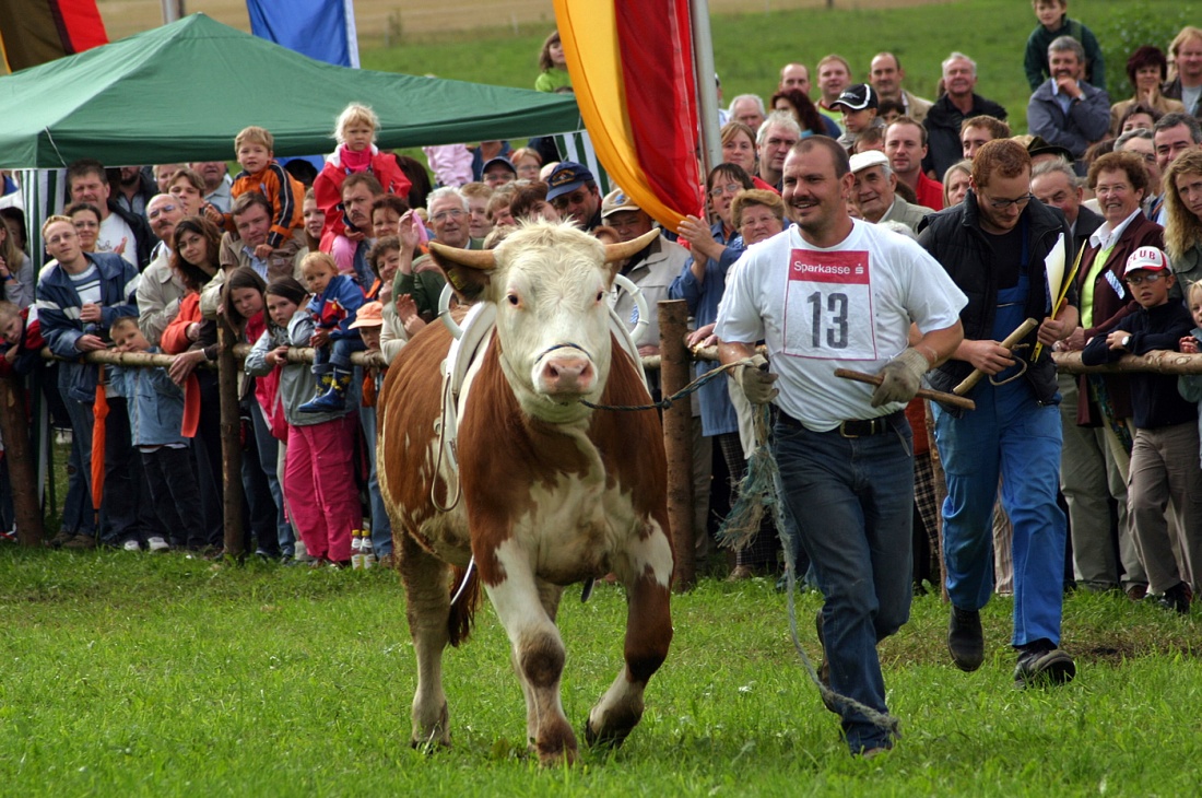 Foto: Martin Zehrer - Ochsenrennen in Selbitz 2006<br />
<br />
Katsche, der Veranstalter des Ochsen-Spektakels und sein Renn-Ochse Silvester beim Vorstellungslauf... Beide legen hier ihr sonniges Gemüt 