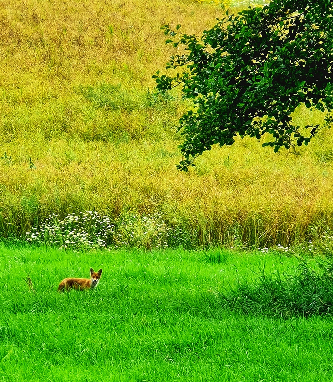 Foto: Jennifer Müller - Na, wer schaut denn da neugierig aus der grünen Sommerwiese...? Ein frecher kleiner Fuchs der die Sonne genießt.  