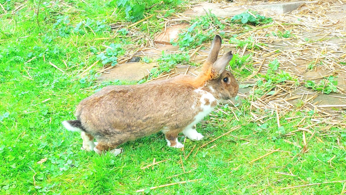 Foto: Martin Zehrer - Hase auf Köstlers Bauernhof... 