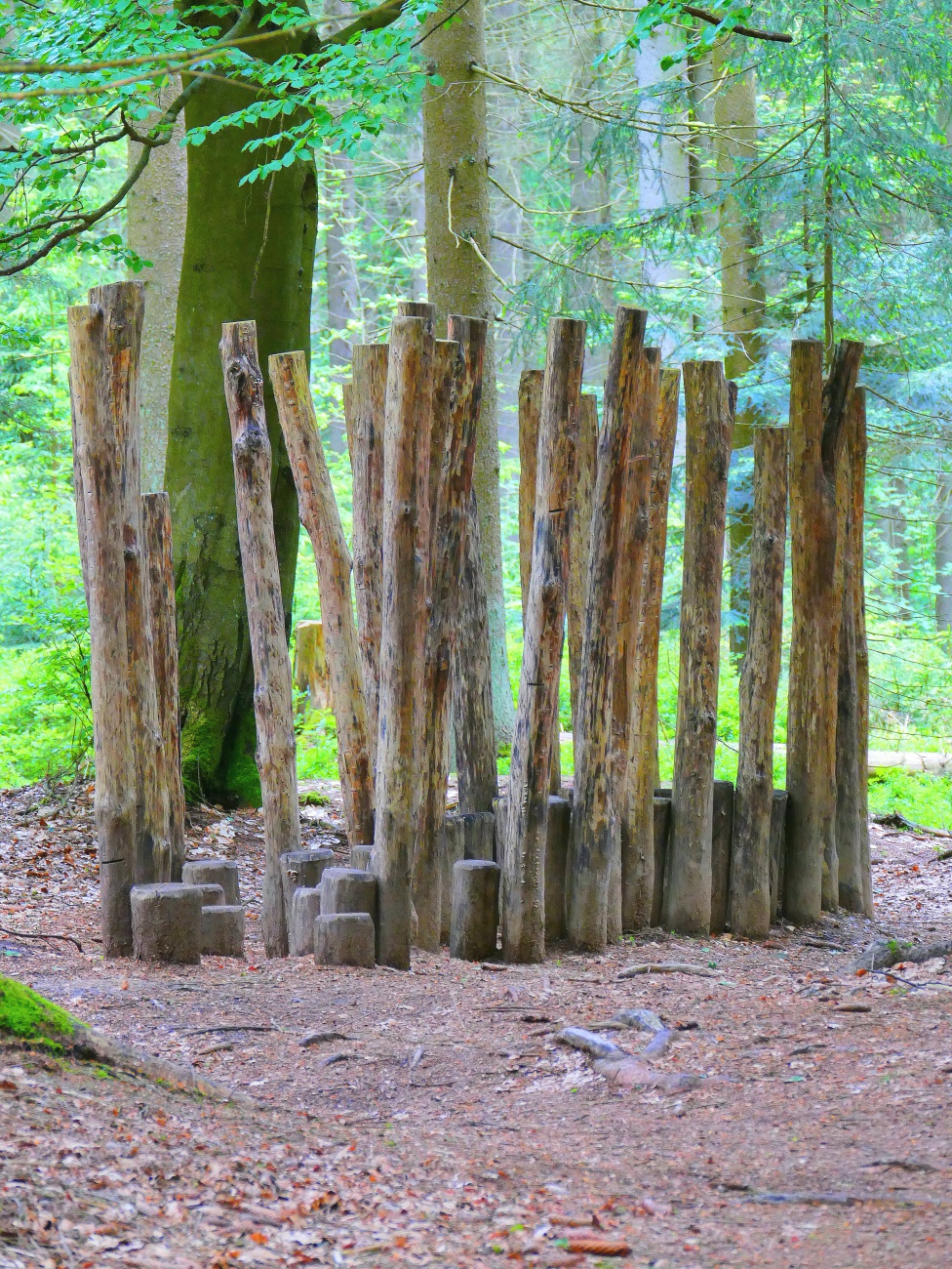 Foto: Martin Zehrer - Interessante Entdeckung im Wald am Fichtelsee.  