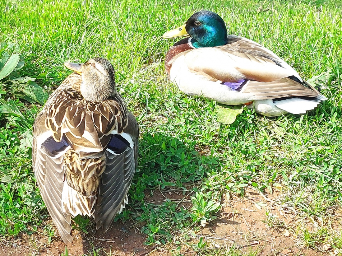 Foto: Martin Zehrer - Enten Pärchen sonnt sich am Kemnather Stadtweiher... 