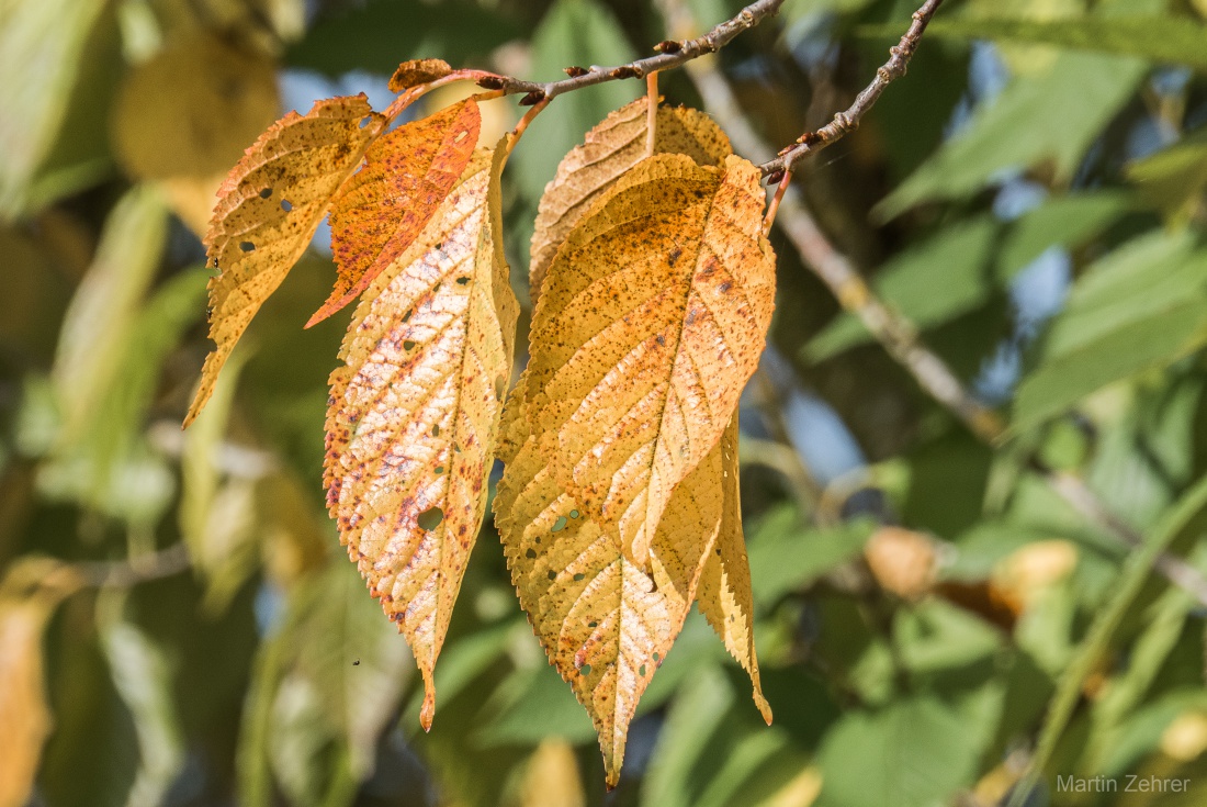 Foto: Martin Zehrer - Bunte Blätter hängen noch am Baum... 