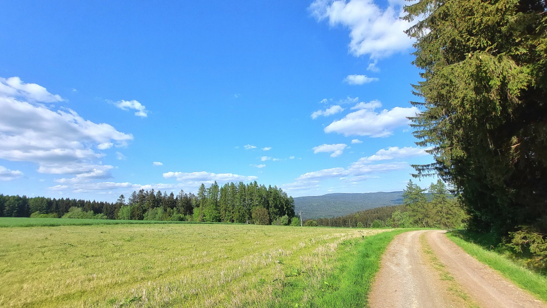 Foto: Martin Zehrer - Wie im Paradies - der Zissler-Wald zwischen Godas und Zwergau... 