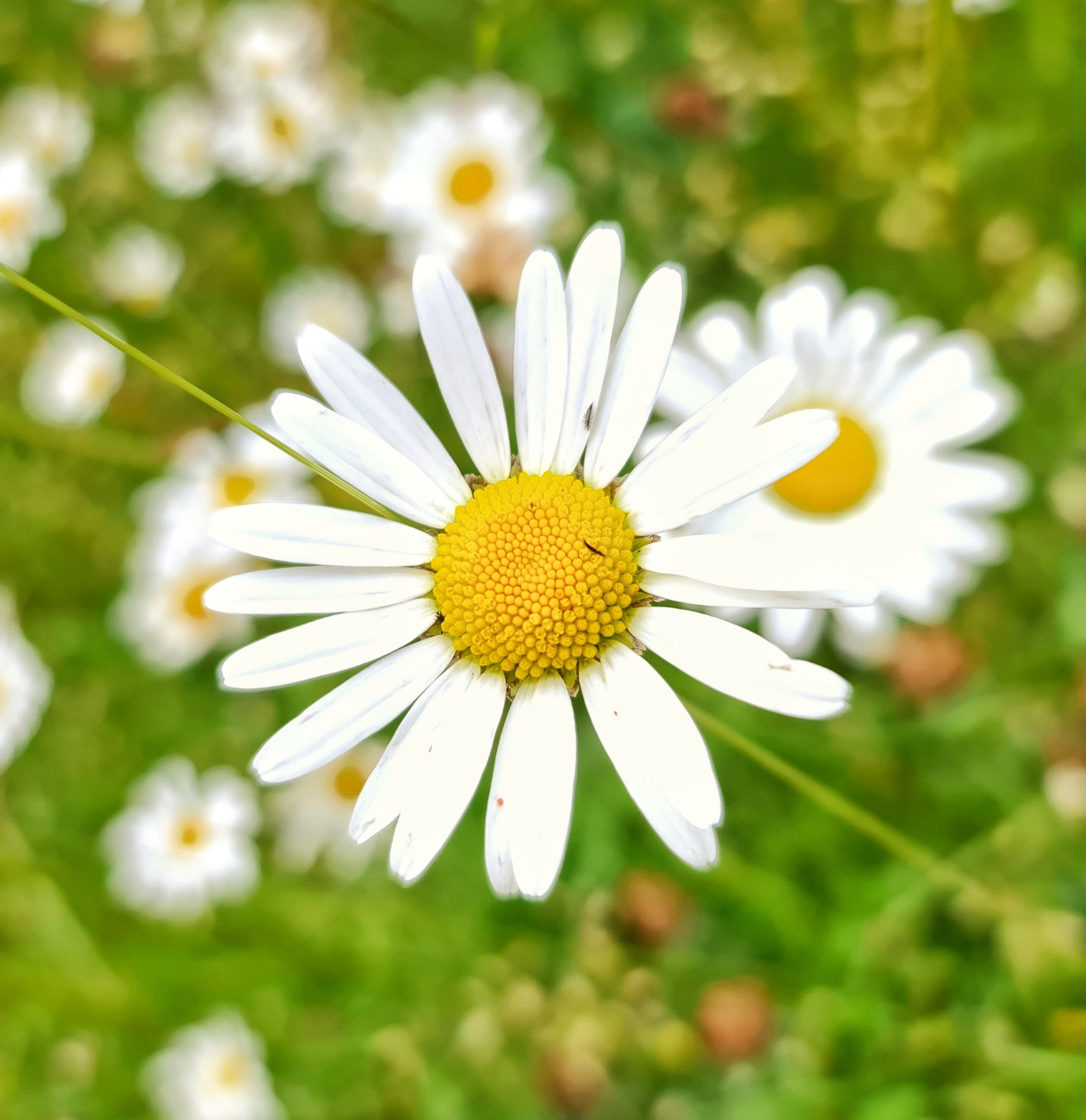 Foto: Jennifer Müller - Es blüht in voller Pracht in Neusorgs Garten. Einfach herrlich anzuschaun! 