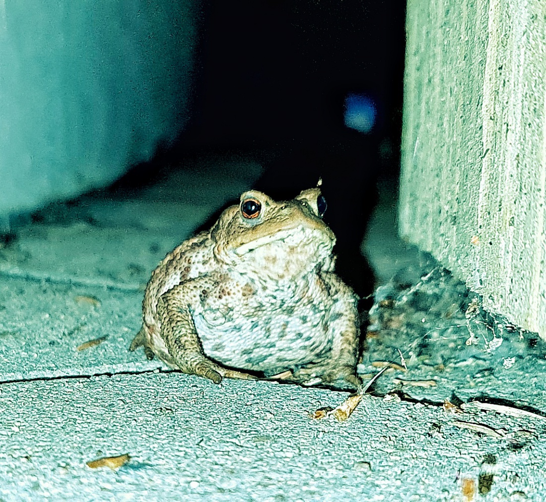 Foto: Jennifer Müller - Nächtlicher Besuch im Garten ;-) 