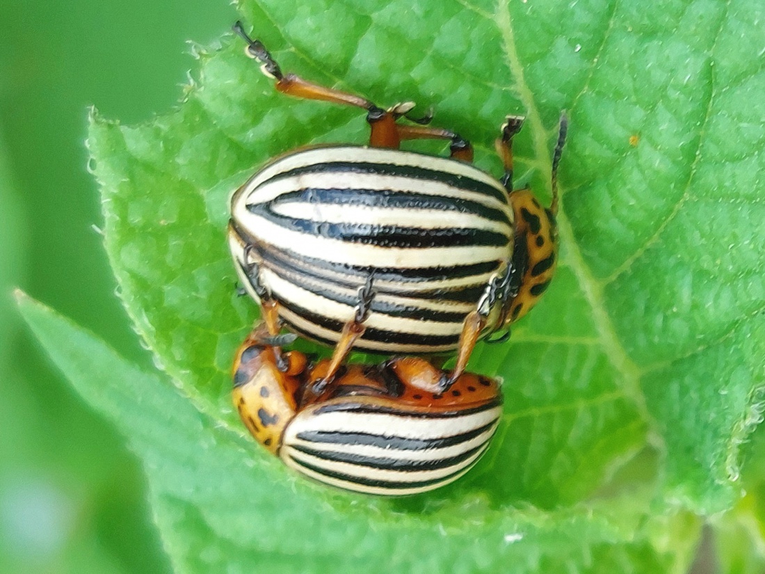 Foto: Martin Zehrer - Zwei liebende Kartoffelkäfer?<br />
<br />
Die Insekten auf dem Bild scheinen Colorado-Kartoffelkäfer (Leptinotarsa decemlineata) zu sein. Diese Käfer sind als Schädlinge von Karto 